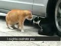 Cat Betrayed His Crazy Girlfriend..Funny video