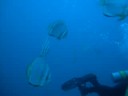 Herd of Bat fish