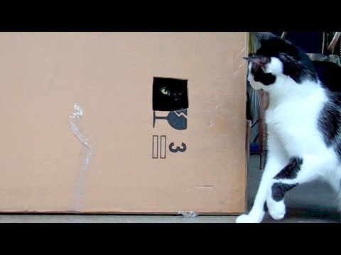 The Box