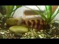 my pet fish eats small fish