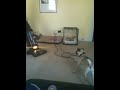 Ditto the Pug Barking at a Vacuum