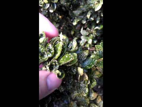 how to treat euonymus scale