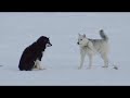 Ellesmere Island Expedition '08 - Puppy Love