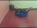 the little gym of belmont downtime fun