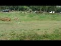 チーター、ダッシュする。