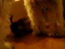 Wheaten puppies at 3 and 1/2 weeks old