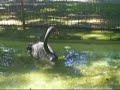la reina de las aves
