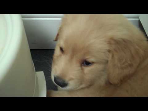Puppy Hiccups