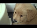 Puppy Hiccups
