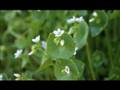 Stalking Wild Greens: Miner's Lettuce