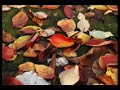 Forever Autumn - VIGRASS & OSBORNE