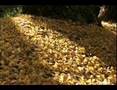 Forever Autumn - VIGRASS & OSBORNE