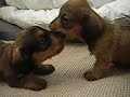 WIREHAIRED DACHSHUND PUPPIES WIREHAIRED DACHSHUND PUPPIES