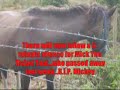 the-singing-bee.html