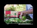 La Raccolta del Cedro per gli Ebrei -  Sukkot