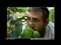 La Raccolta del Cedro per gli Ebrei - Sukkot