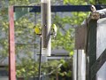 Goldfinches and a sparrow