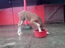 foaly