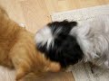 Crookshanks and the laser pointer #3
