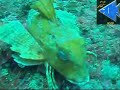 NAAUP: RAID BERLENGAS - UNDERWATER FOOTAGE-45MSW