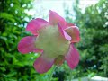 Floraison Sarracenia purpurea