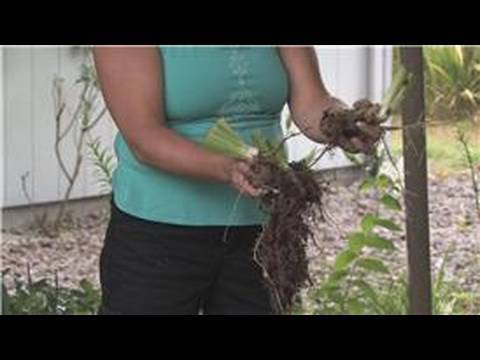 how to transplant dwarf iris