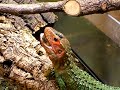 Dracaena guianensis feeding on Apple Snails