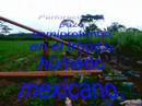 ACTIVIDADES DEL AGRO EN TABASCO, MEXICO.