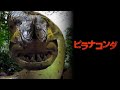 ピラナコンダ’11 字幕版