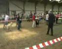 Allenies Match Maker Winning Mid Herts Gundog Limit Class