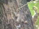 Cat & Squirrel