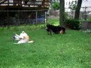 Randy, Fergus, and Penuche Wrestle 4 of 4