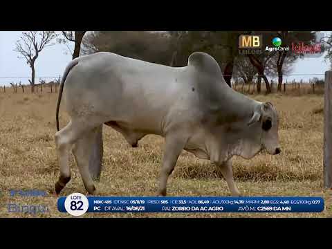 2 DE OLHO NA FAZENDA NELORE BIRIGUI