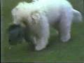 Coton