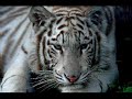 Cute Tigers