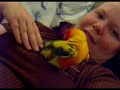 Leo parrot bird sun conure free-flight cuddly handling