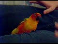 Leo being cuddly Leo being cuddly