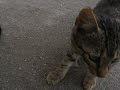 Bad Kitty