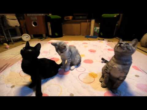 シンクロ nyantube