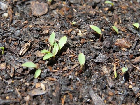 how to fertilize lemongrass