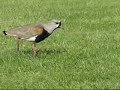 QUELTEHUE (Vanellus chilensis) QUELTEHUE (Vanellus chilensis)