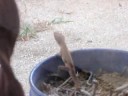one of the wild anole lizards
