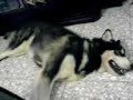 Alaskan Malamute