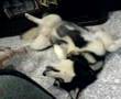 Alaskan Malamute video