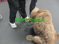 BennyBix Learns New Tricks