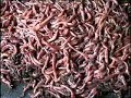 worm farming. an introduction to worm farming and worms r us worm farm products.