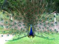 peacock dance uncensored : ye dil mange 'Mor'