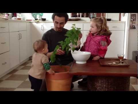 how to transplant sweet potatoes