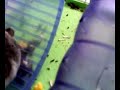 hamsters