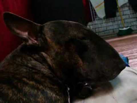BULLTERRIER INGLES